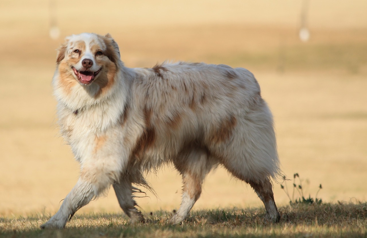 The Characteristics of the Australian Shepherd - A Guide